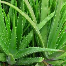Aloe Vera – soothing and healing plant used in Kerafen™