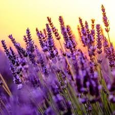 Lavender Oil – calming essential oil that supports healing